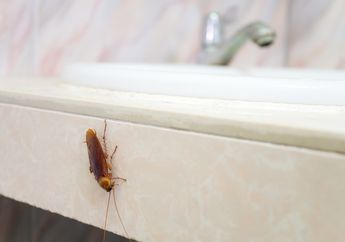 Pusing Banyak Kecoa Mengganggu di Rumah? Usir dengan Cara Ini