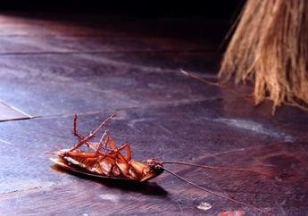 Tips Sederhana Membasmi Kecoa dari Rumah, Dijamin Tak Akan Balik Lagi!