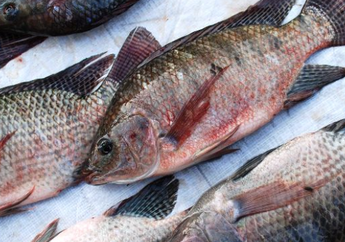 5 Bahaya Konsumsi Ikan Mujair, Salah Satunya Bisa Picu Kanker!