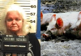 Nenek ini Beri Makan Babi dengan Daging Manusia, Terungkap Kasus Hilangnya Sang Suami