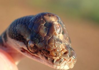 Alami Kelainan Genetik, Ular Langka Bermata Tiga Ditemukan di Australia, Begini Wujudnya!