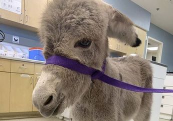 Terpisah dari Induknya, Bayi Keledai Nyasar di Jalan Raya Hingga Buat Warga Sekitar Heboh