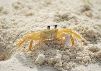 Pernah Melihat Kepiting? Ini Penyebab Kepiting Selalu Berjalan Miring