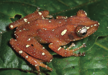 Pernah Dengar Katak Pohon Mutiara? Ternyata Ada di Indonesia, lo!