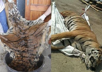 Nasib Tragis Harimau di Ceko, Bagian Tubuhnya Dipotong-Potong dan Dijual Seharga ini