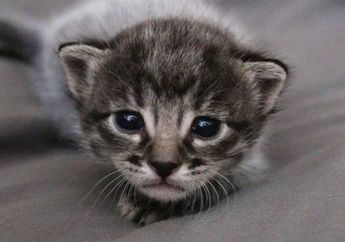 Video Viral Pemuda Beri Anak Kucing Minuman Keras Sampai Tak Bisa Berjalan, Netizen Murka