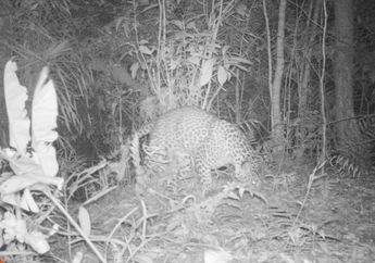 Keluar dari Area Konservasi, ini Penyebab Macan Tutul Bermunculan di Nusakambangan