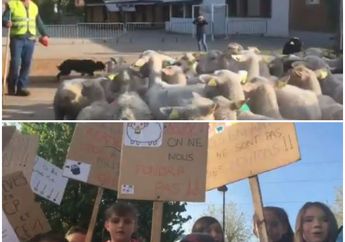 Terancam Ditutup karena Kekurangan Siswa, Seorang Petani Daftarkan Puluhan Dombanya ke Sekolah untuk Dijadikan Murid