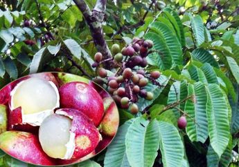 Matoa, Buah Langka Khas Indonesia ini Ternyata Jiika Dijual Harganya Selangit