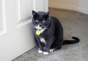 Berkat Kemampuan Ini, Kucing Bisa Temukan Jalan Pulang saat Tersesat