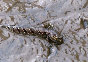 Bak 'Mayat Hidup' Ikan ini Mampu Hidup Tanpa Air Selama 4 Tahun!
