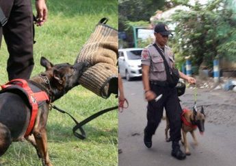 Cara Pasukan K-9, Unit Garang dari Kepolisian Bekuk Terduga Pelaku Kasus Mutilasi Wanita di Malang