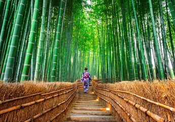 Bukan Hanya Angker, Jepang Juga Ada Hutan Terindah di Dunia yang Jauh dari Kesan Seram!