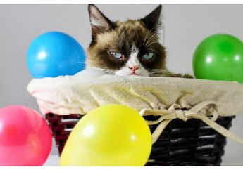 Sebelum Mati, Grumpy si Kucing Selebgram Pernah Bintangi Film hingga Model Majalah! Berapa Kekayaannya?