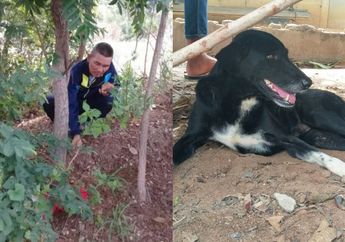 Viral, Anjing Lumpuh Selamatkan Bayi Malang yang Dikubur Hidup-hidup oleh Ibunya Sendiri