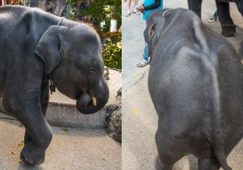 Kisah Pilu Dumbo di Dunia Nyata, Seekor Gajah Mati Usai Dipaksa Menari di Hadapan Pengunjung