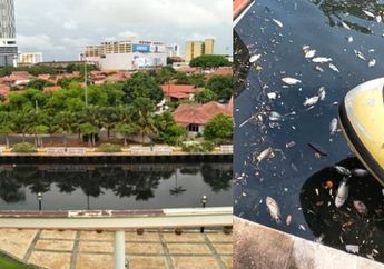 Ngeri, Air Sungai Berubah Warna Hitam dan Ribuan Ikan Mati Mengambang, Ternyata Inilah Penyebabnya!