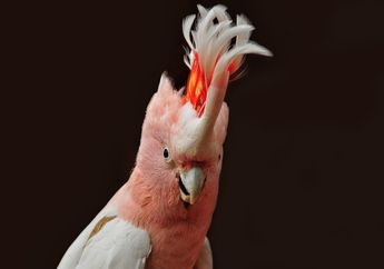 Bagaimana Burung yang Punya Mata di Samping Bisa Melihat Arah Terbang?