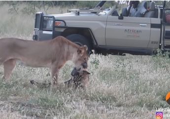 Pura-pura Mati, Anjing Ini Akhirnya Selamat dari Terkaman Hewan Buas, Buru-buru Melarikan Diri Sebelum Disantap Singa