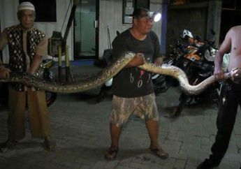 Ngeri! Ular Piton Sepanjang 6 Meter dan Berat 70 Kilogram Mengendap-endap di Pool Taksi, Begini Reaksi Warga