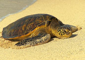 Pengetahuan Alam: Bisahkah Penyu dan Kura-Kura Hidup Tanpa Tempurungnya?