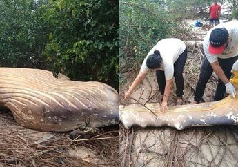 Punya Habitat di Tengah Laut, Keberadaan Paus di Tengah Hutan Amazon Masih Jadi Misteri