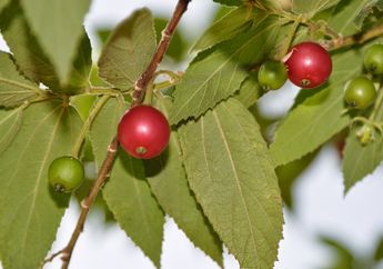 Dihargai Nyaris Setengah Juta Rupiah Sekilo, Ternyata Buah Kersen Memiliki Manfaat Luar Biasa bagi Tubuh, Termasuk Lindungi Jantung