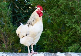 Berkokok Terlalu Keras, Seekor Ayam Jago Dilaporkan ke Pengadilan!