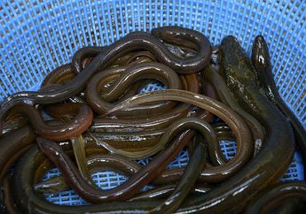 Jauh dari Kata Sepele, Simak 7 Khasiat Daging Belut yang Tak Banyak Diketahui, Mujarab Cegah Kanker Payudara Sampai Pikun!