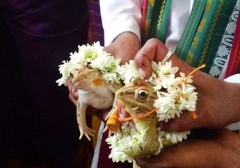 Capai Suhu 50 Derajat Celcius, Kota ini Lakukan Ritual Pernikahan Kodok