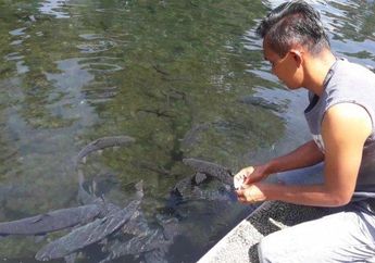 5 Mitos Ikan Dewa di Cirebon, Disebut Titisan Prajurit Prabu Siliwangi yang Apabila Mati Harus Dikubur dan Dibungkus Kain Putih