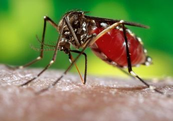 Kenapa Kulit Bentol Setelah Digigit Nyamuk? Simak Penjelasan dan Ikuti Tips Menghilangkannya yuk!