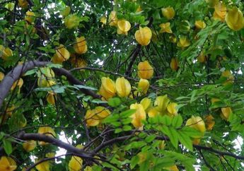 Dipercaya Berkhasiat Sama Baik dengan Buahnya, Daun Belimbing Mampu Atasi Beragam Penyakit dari Jerawat Hingga Nyeri Sendi