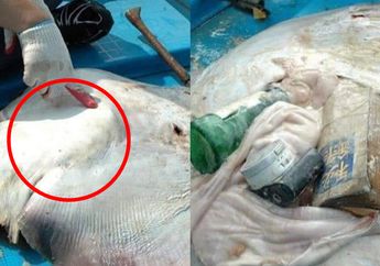 Viral,  Ditemukan Bangkai Ikan Pari dengan Perut Buncit Tak Wajar, Ternyata Berisi Botol Kaca, Buku, dan Kamera Digital