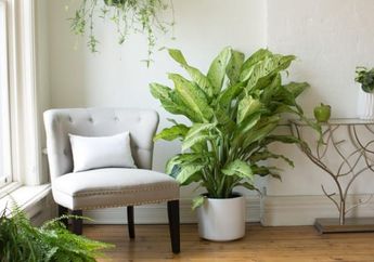 Sering Ditanam di Dalam Rumah, Siapa Sangaka Bunga Bahagia ini Justru Berbahaya dan Menelan Korban!