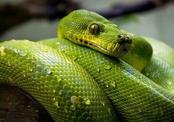 Arti Mimpi Tentang Ular, Ternyata Berkaitan dengan Hasrat Seksual? Simak Penjelasannya