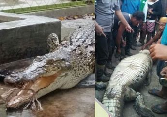Detik-detik Warga Riau Tangkap Buaya Buncit di Sungai, Saat Dibedah Ada Potongan Tubuh Manusia di Perutnya!
