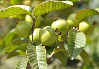 Pasti Nyesel karena Baru Tahu, Daun Jambu Biji Ternyata Ampuh untuk Meredakan Sakit Gigi yang Tak Tertahankan, Begini Caranya!