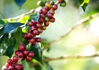 Buah Buni Punya Segudang Khasiat, Bisa Obati Sifilis dan Cegah Kematian Akibat Kanker