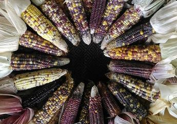 Seperti Pelangi, Jagung di Cianjur Ini Punya 12 Warna, lo! Seperti Apa Rasanya, ya?