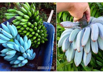 Fakta Blue Java Banana, Pisang Unik Berwarna Biru yang Miliki Tekstur Selembut Es Krim