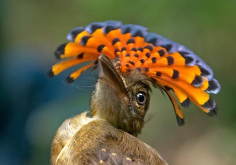 Northern Royal Flycatcher Punya Jambul Berwarna-warni seperti Kipas