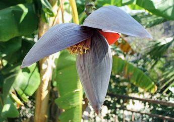 Banyak yang Tidak Sadar, Ini Bagian Lain dari Pisang yang Memberikan Manfaat