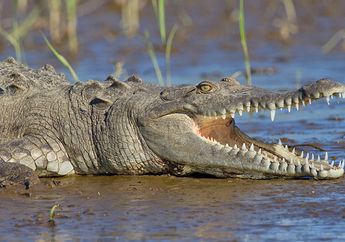 Dikenal Sebagai Karnivora, Siapa Sangak 200 Juta Tahun Lalu Buaya Adalah Hewan Vegetarian!