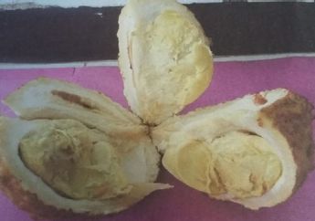 Begini Penampakan Durian Gundul yang Sedang Viral di Media Sosial Sempat Dikira Buah Beracun oleh Warga Setempat