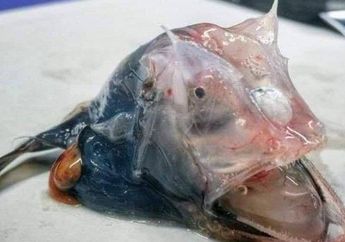 Bentuknya Mirip Alien, Ikan Misterius Hasil Tangkapan Nelayan Asal Sydney Australia Ini Buat Geger Netizen