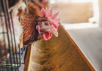 Sembelih Ayam yang Tak Pernah Bertelur, Wanita ini Mendadak Kaya Setelah Temukan Harta Senilai Rp4 Miliar di Dalamnya!