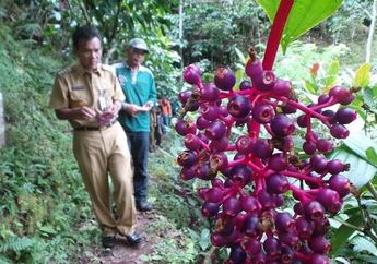 3 Khasiat Parijoto, Buah Lokal di Lereng Gunung Muria yang Bisa Obati Diabetes hingga Cegah Kanker Payudara