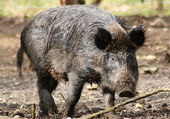 Pria Ini Nekat Berduel dengan Babi Hutan Demi Selamatkan Tetangga yang Sudah Renta