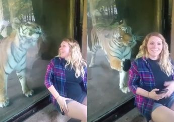 Mengetahui Ada Wanita Hamil, Harimau Ini Tiba-tiba Mendekatinya Kemudian Lakukan Hal yang Bikin Takjub Ini